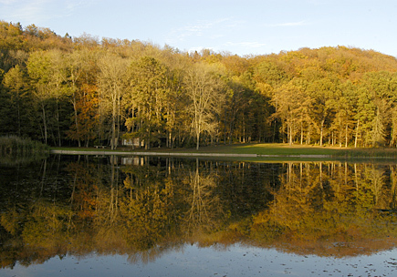 Forêt d'Argonne