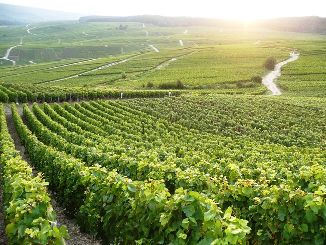 Vignes de Champagne